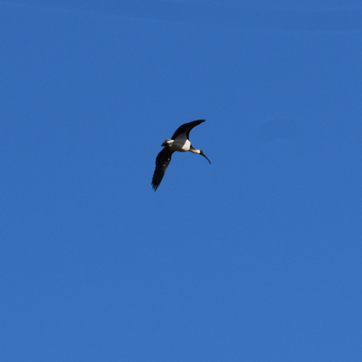 ibis slámokrký - ML618257862