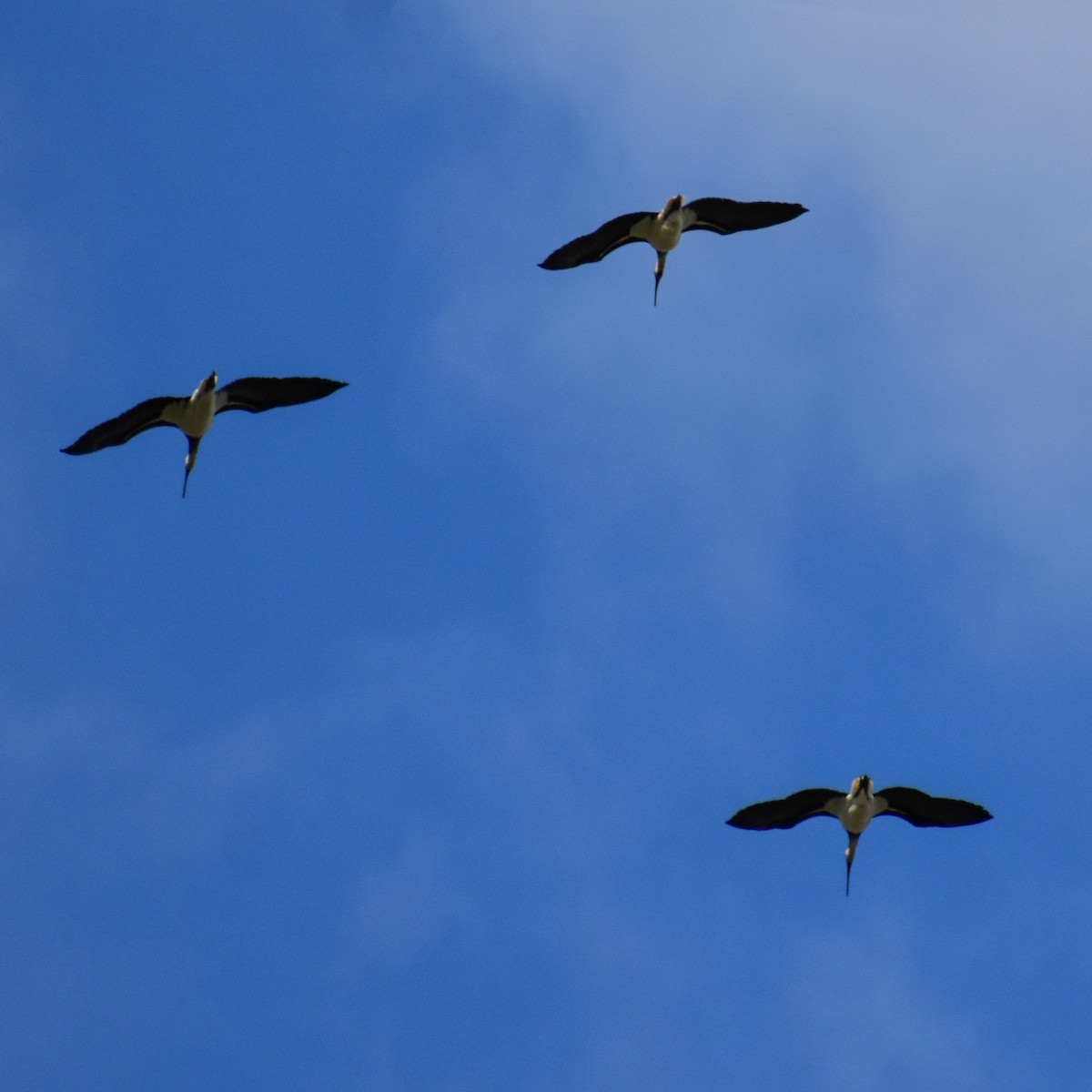 ibis slámokrký - ML618257863