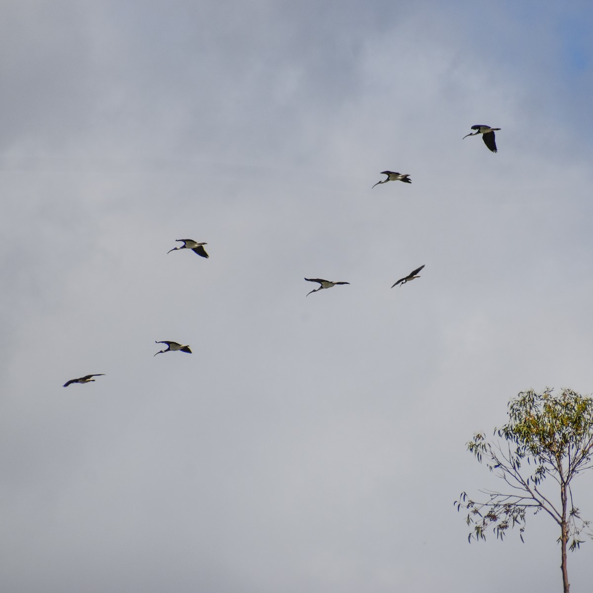 ibis slámokrký - ML618257864