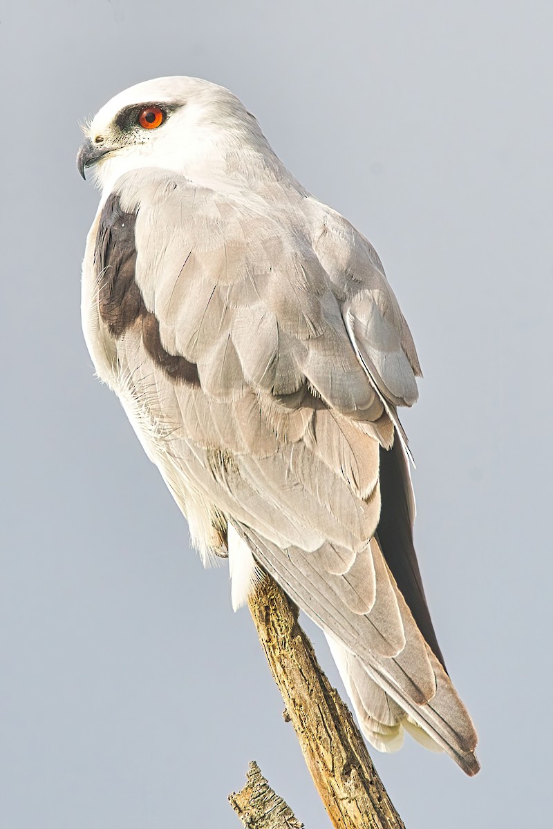 Black-shouldered Kite - ML618257866