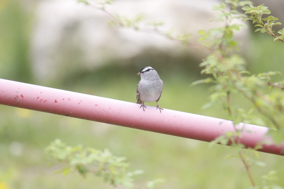 White-crowned Sparrow - Deborah Macauley