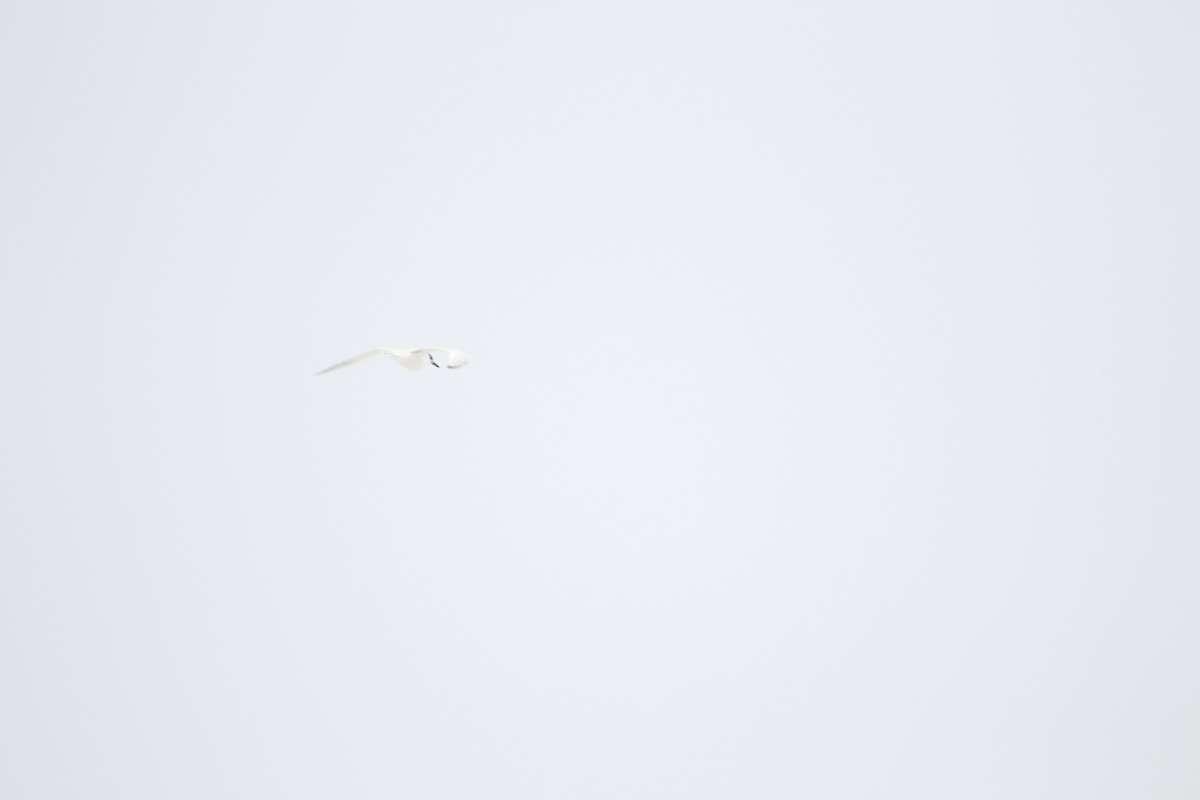 Sandwich Tern (Eurasian) - ML618257997