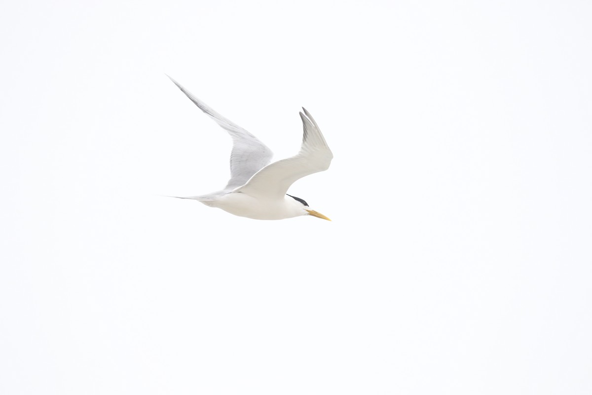 Great Crested Tern - Finn Gretschel