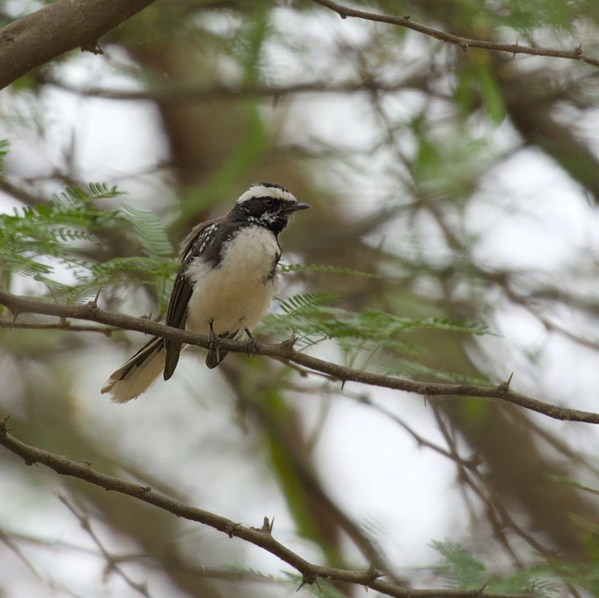 White-browed Fantail - ML618258005
