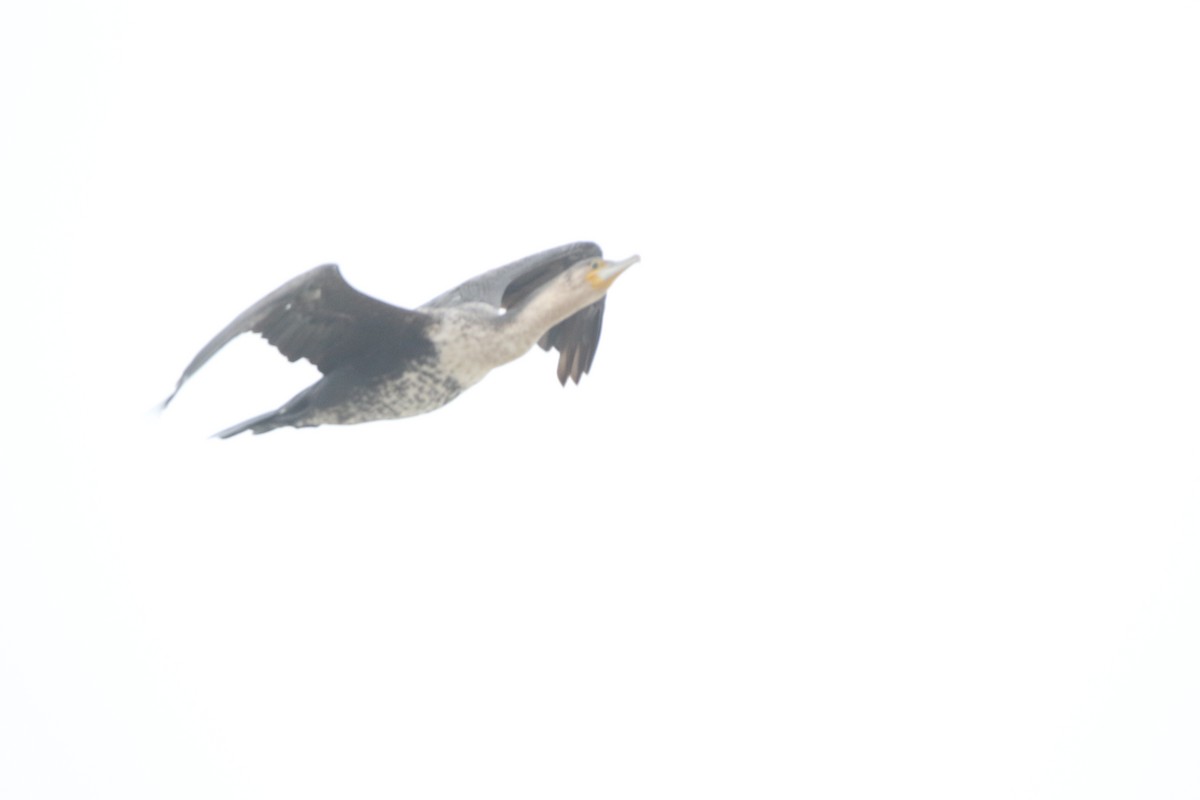 Great Cormorant (White-breasted) - ML618258009
