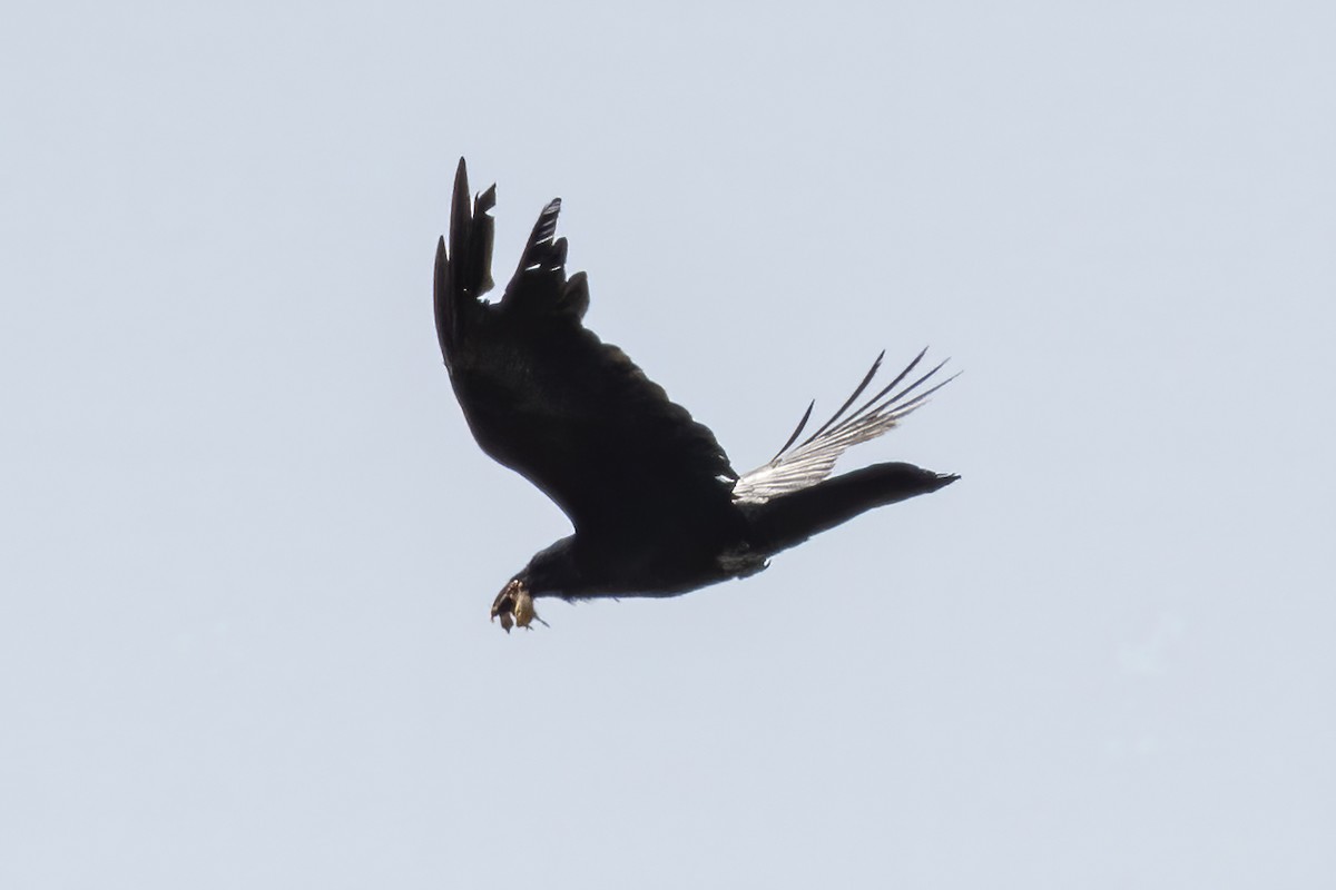 Common Raven - Göktuğ  Güzelbey
