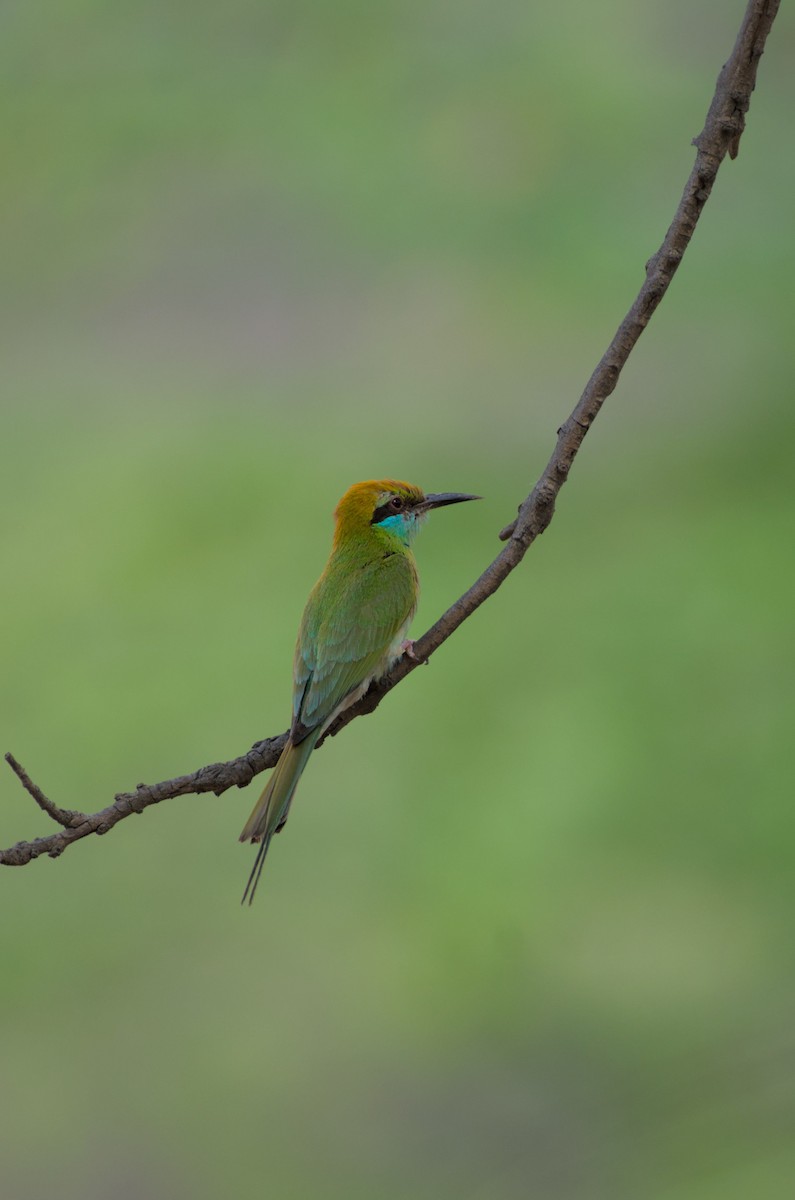 Asian Green Bee-eater - Neelakantan KK