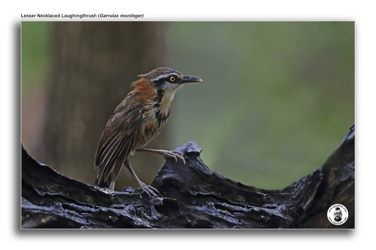 Lesser Necklaced Laughingthrush - ML618258037