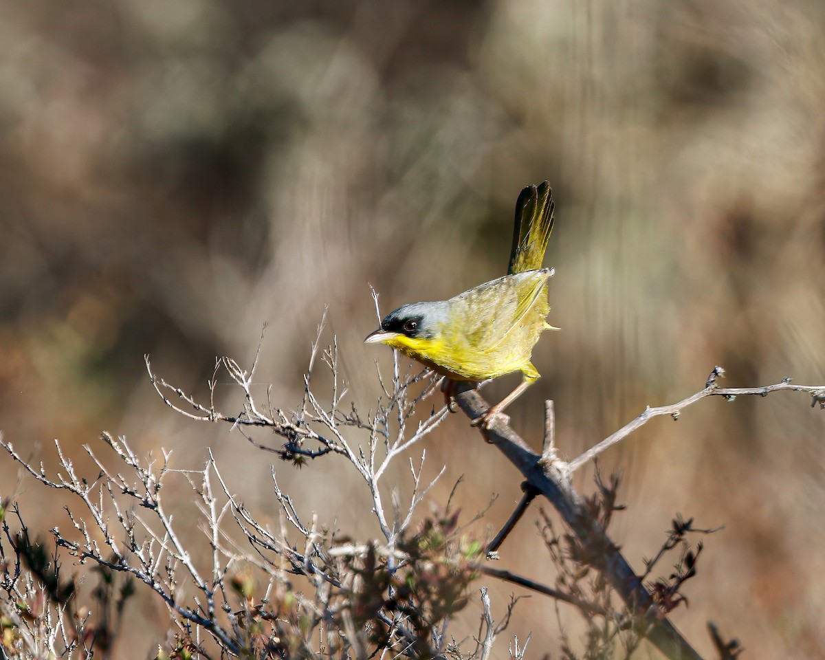 Gray-crowned Yellowthroat - Per Smith