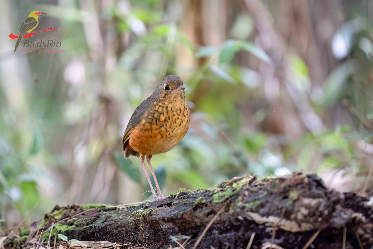 Speckle-breasted Antpitta - ML618258051