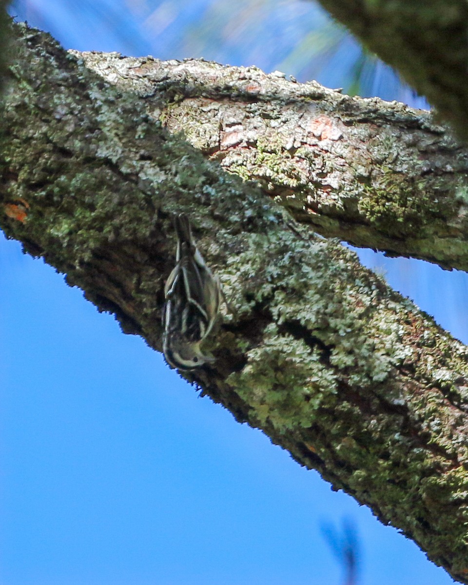 Black-and-white Warbler - Per Smith