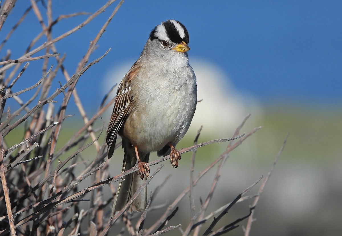 White-crowned Sparrow - ML618258143
