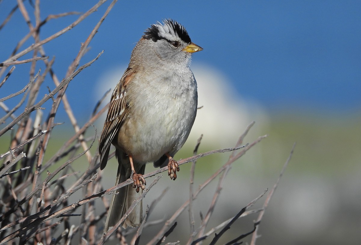 White-crowned Sparrow - ML618258144