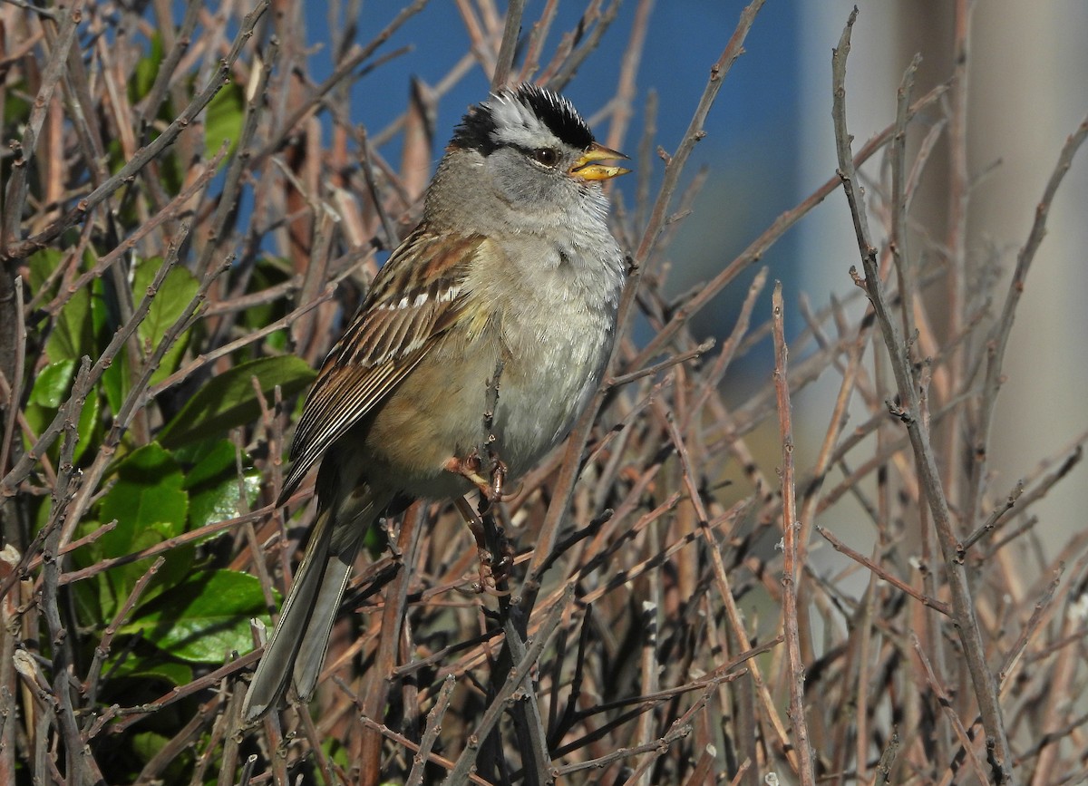 White-crowned Sparrow - ML618258145