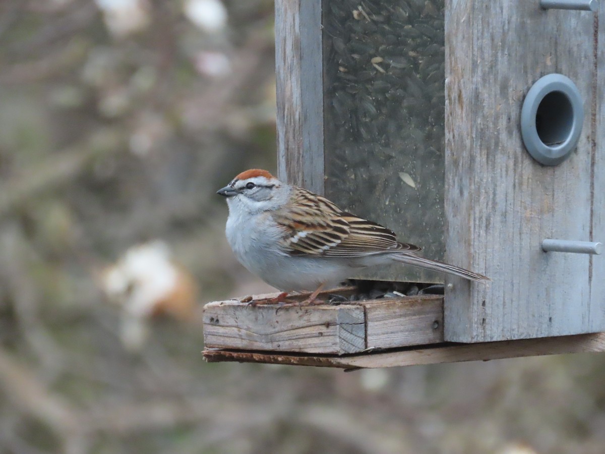 Chipping Sparrow - ML618258148