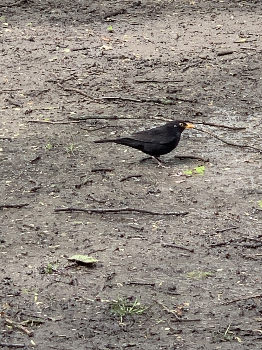 Eurasian Blackbird - The Bird kid