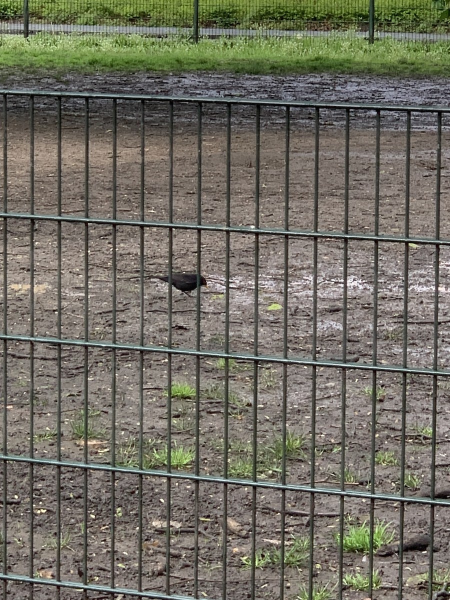 Eurasian Blackbird - ML618258152