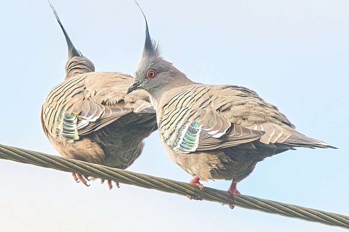 Crested Pigeon - Alfons  Lawen