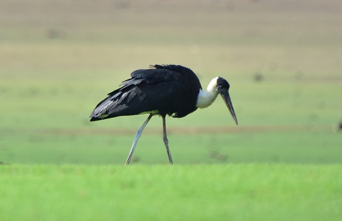 Asian Woolly-necked Stork - Arun Prabhu