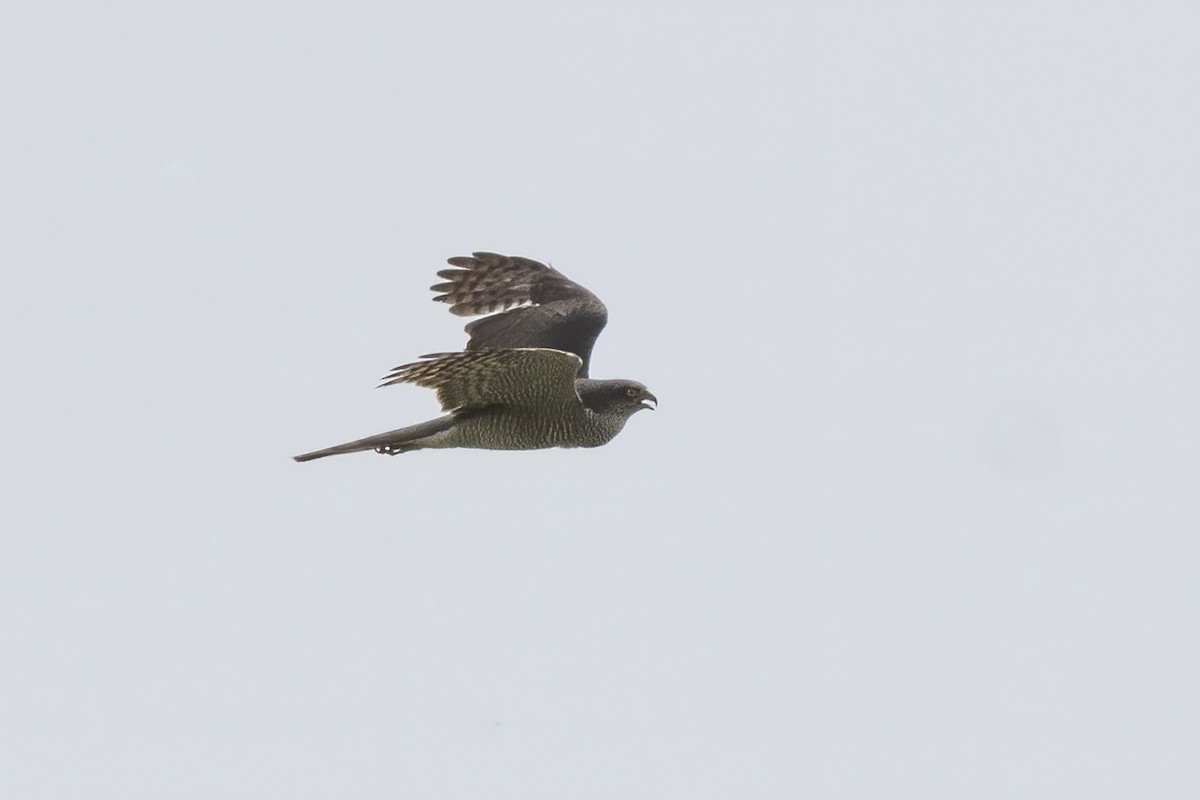 Eurasian Sparrowhawk - Göktuğ  Güzelbey