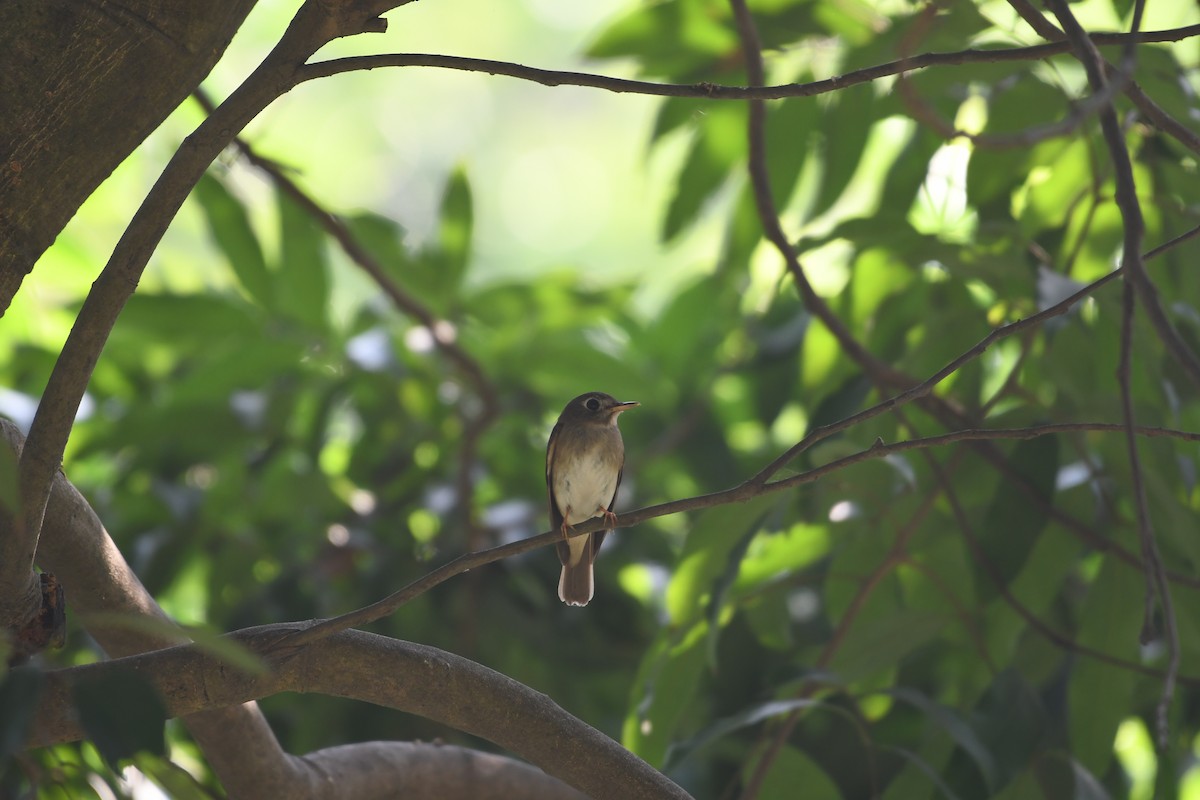 Brown-breasted Flycatcher - ML618258202