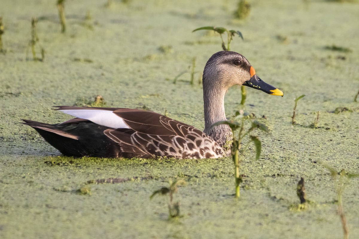 Indian Spot-billed Duck - Ravi Jesudas