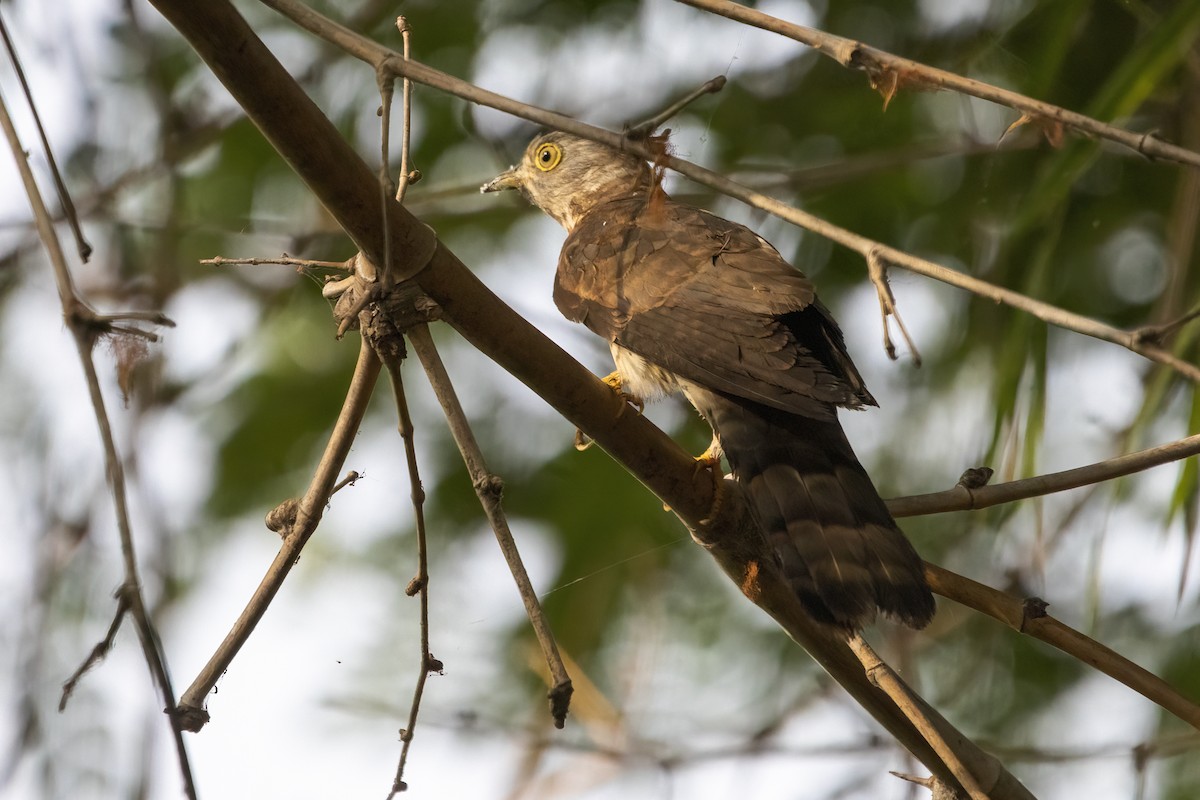 Common Hawk-Cuckoo - Ravi Jesudas