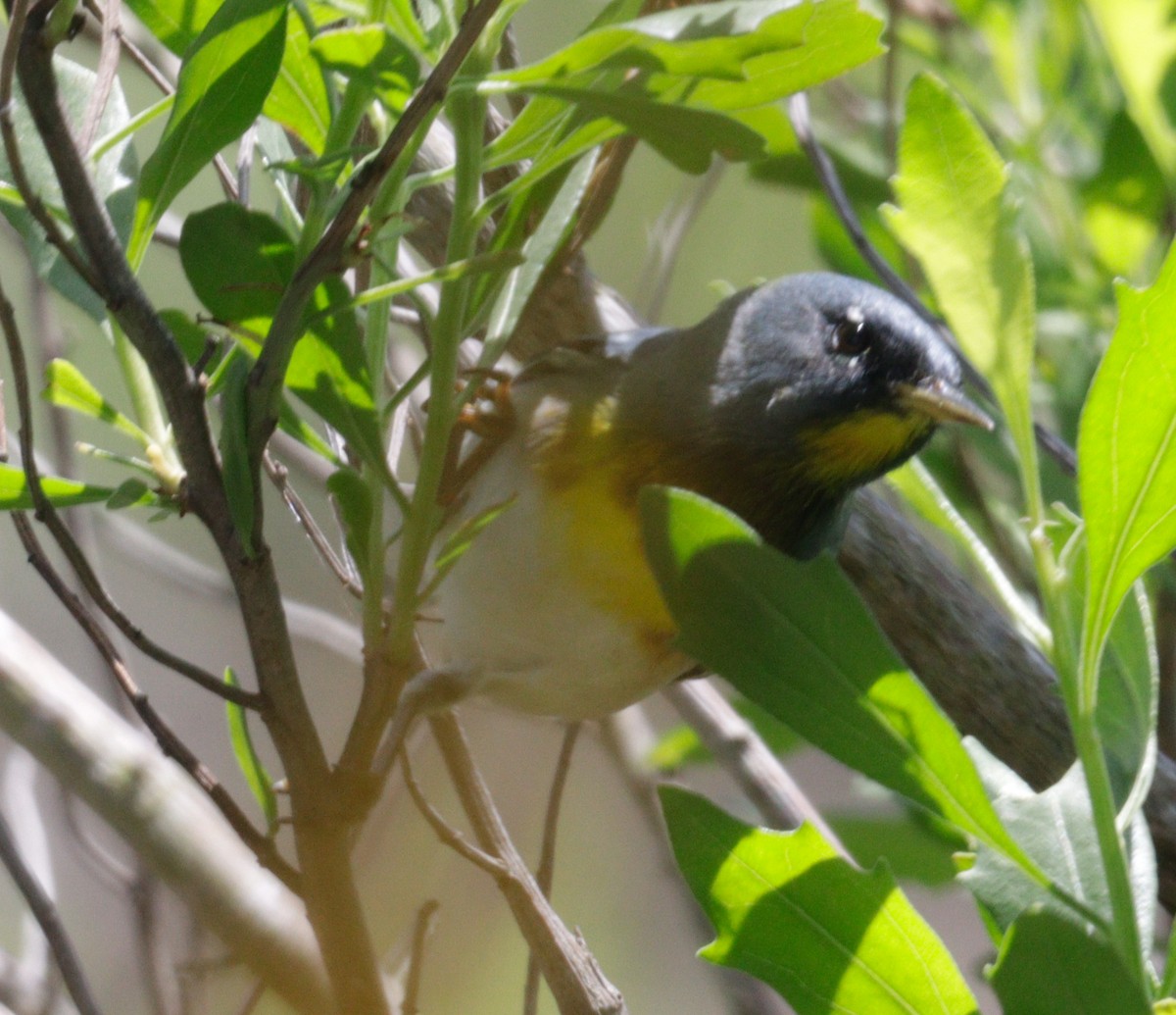 Northern Parula - Daphne Asbell