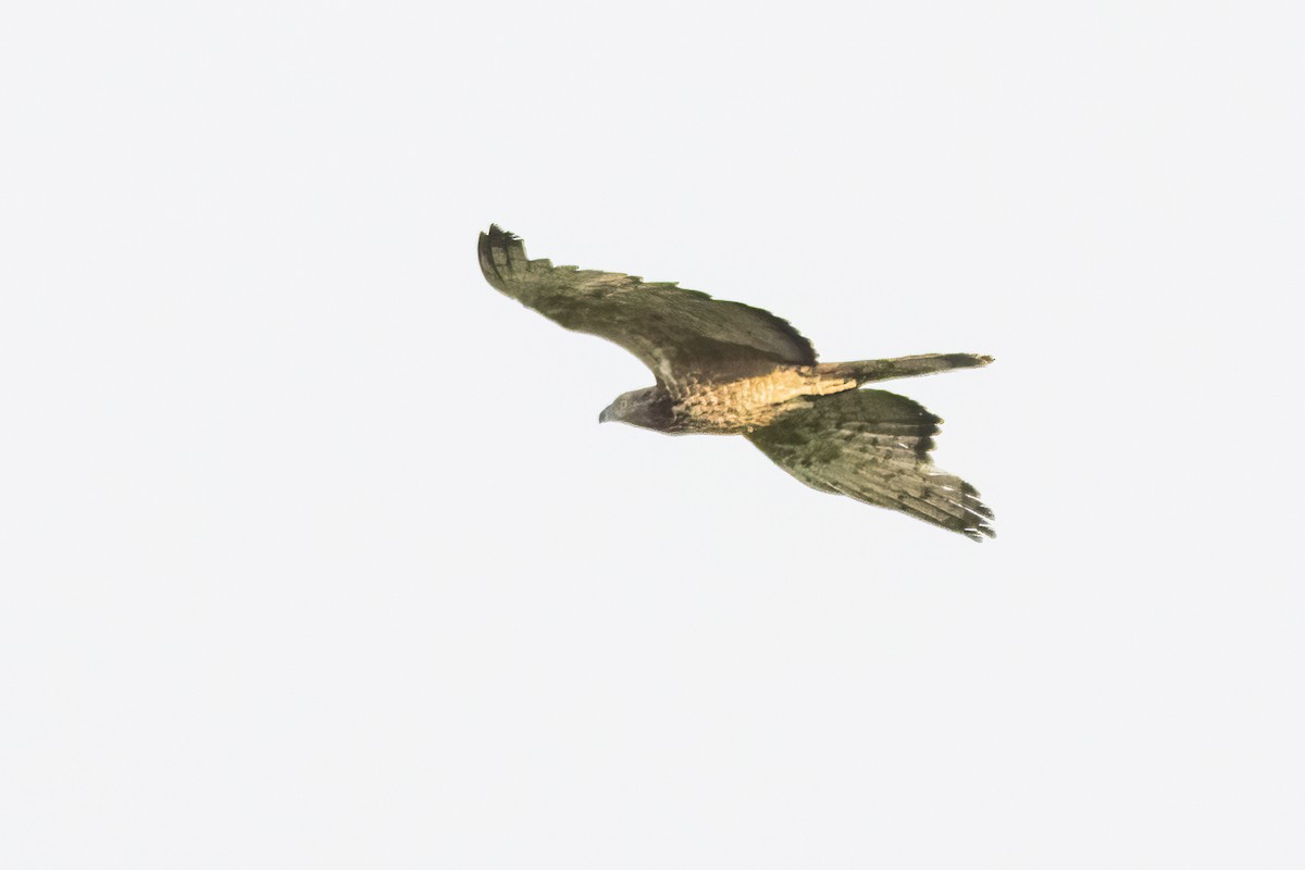 Oriental Honey-buzzard - ML618258315