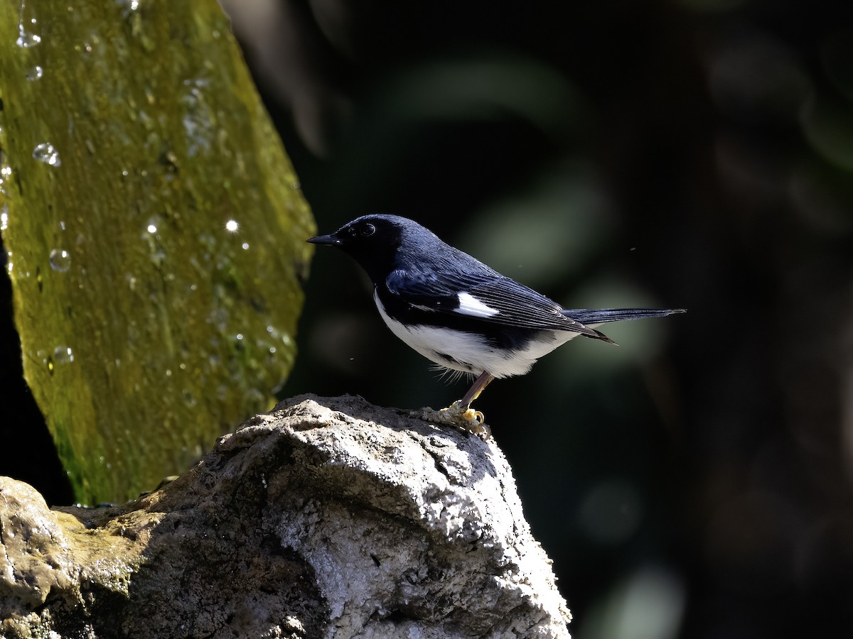 Black-throated Blue Warbler - ML618258395