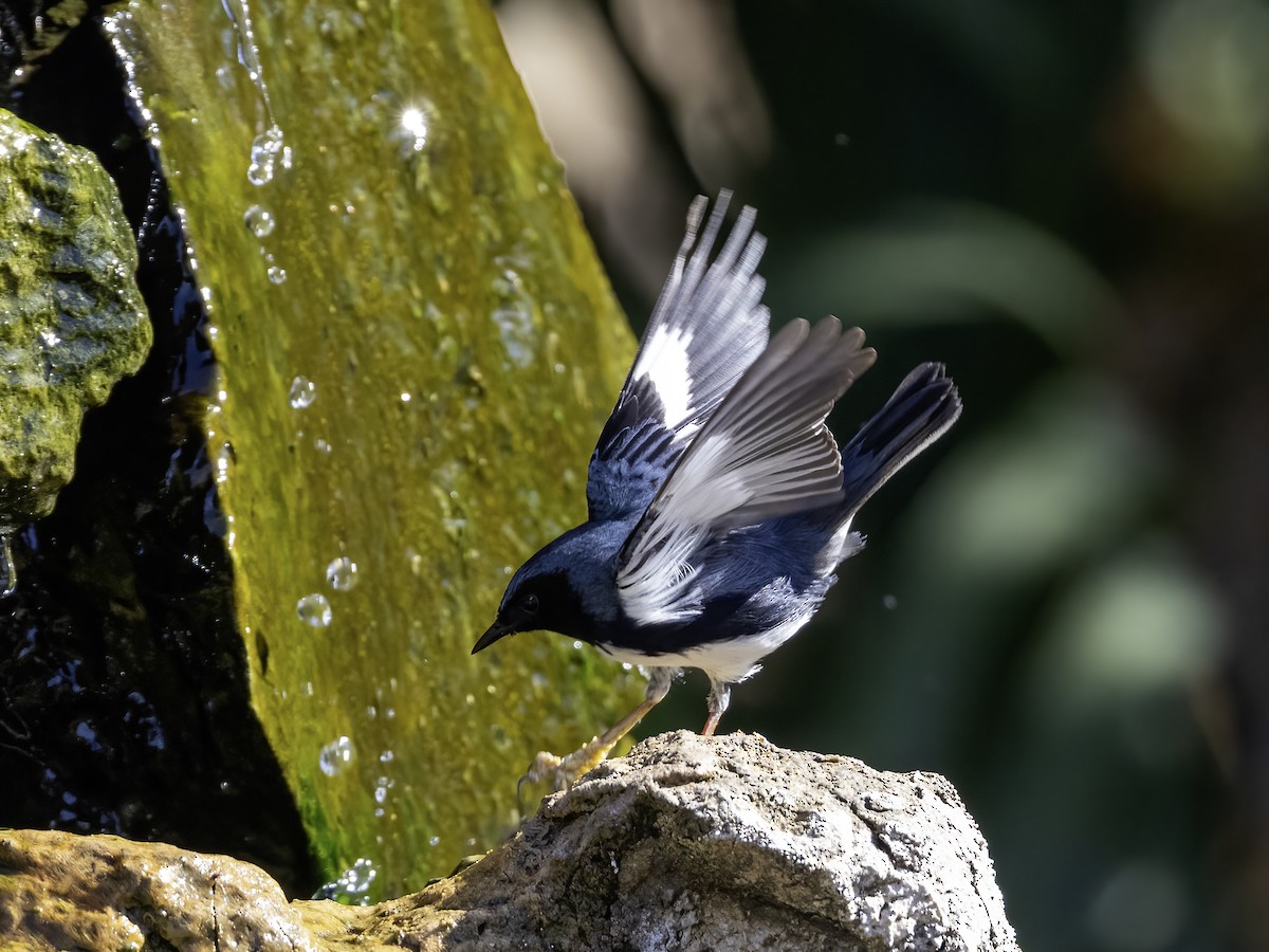 Black-throated Blue Warbler - ML618258396