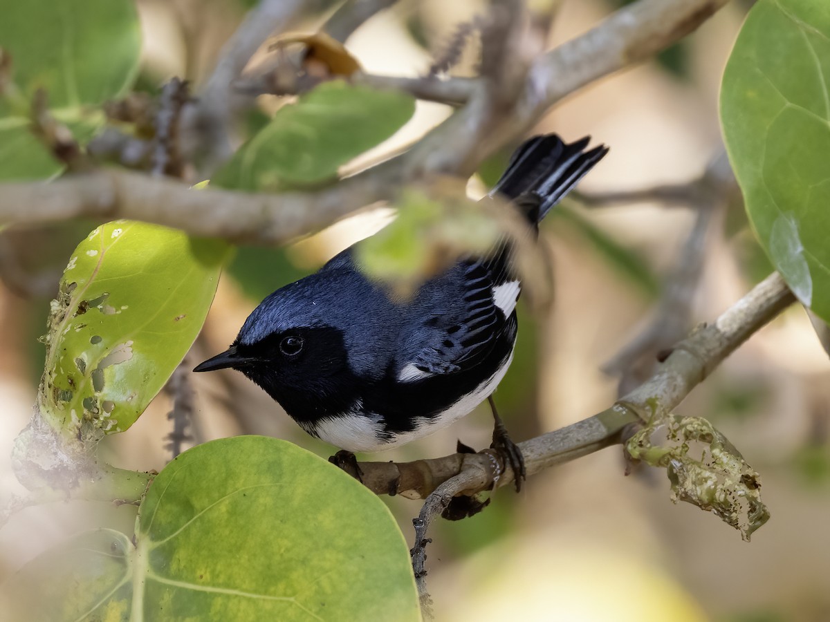 Black-throated Blue Warbler - Lynette Spence