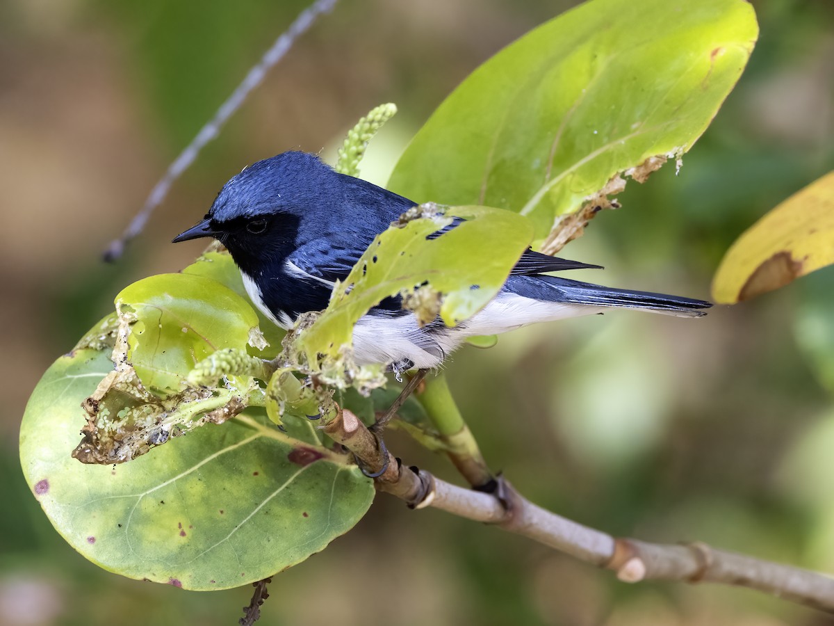 Black-throated Blue Warbler - Lynette Spence