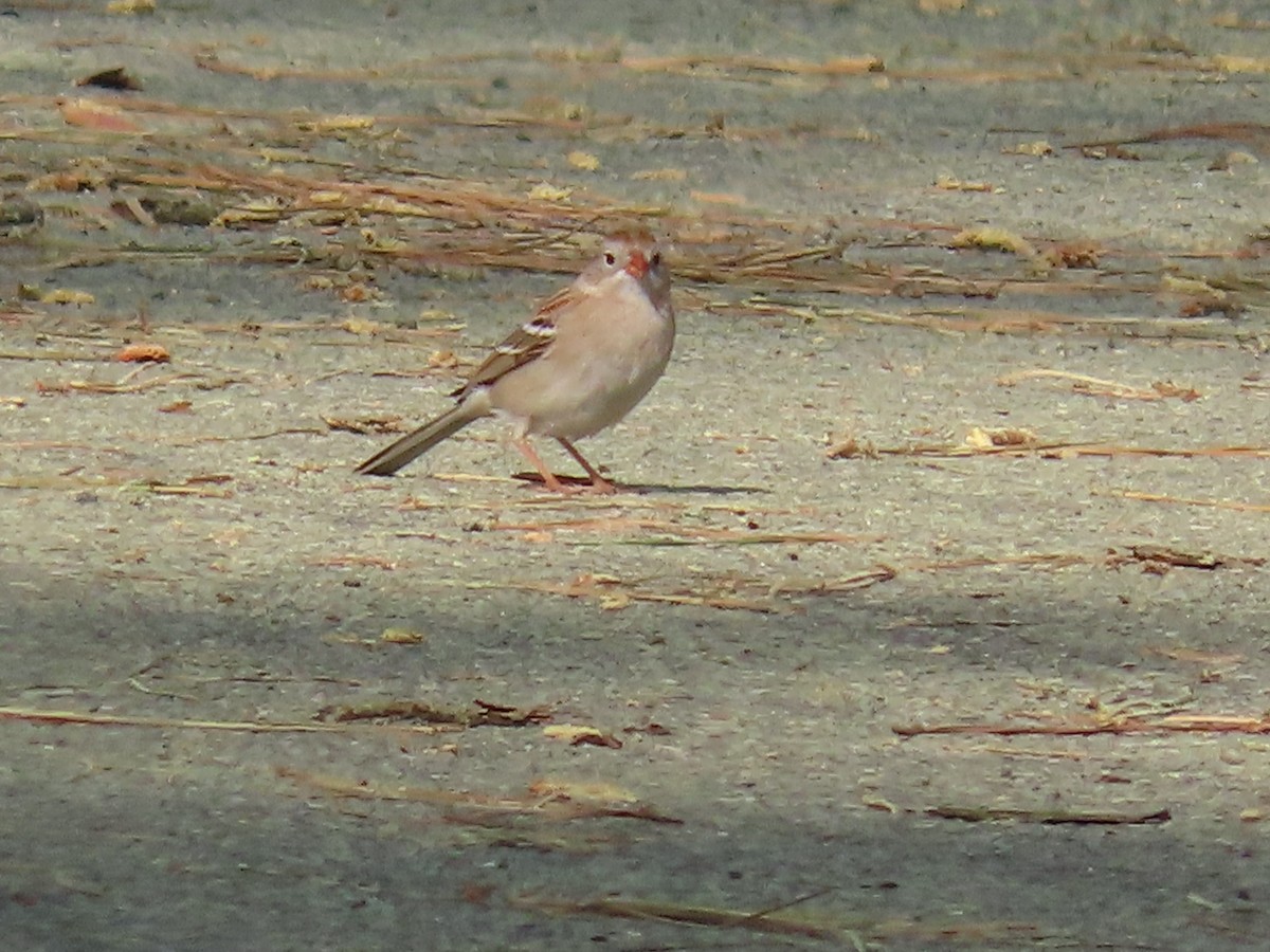 Field Sparrow - ML618258443