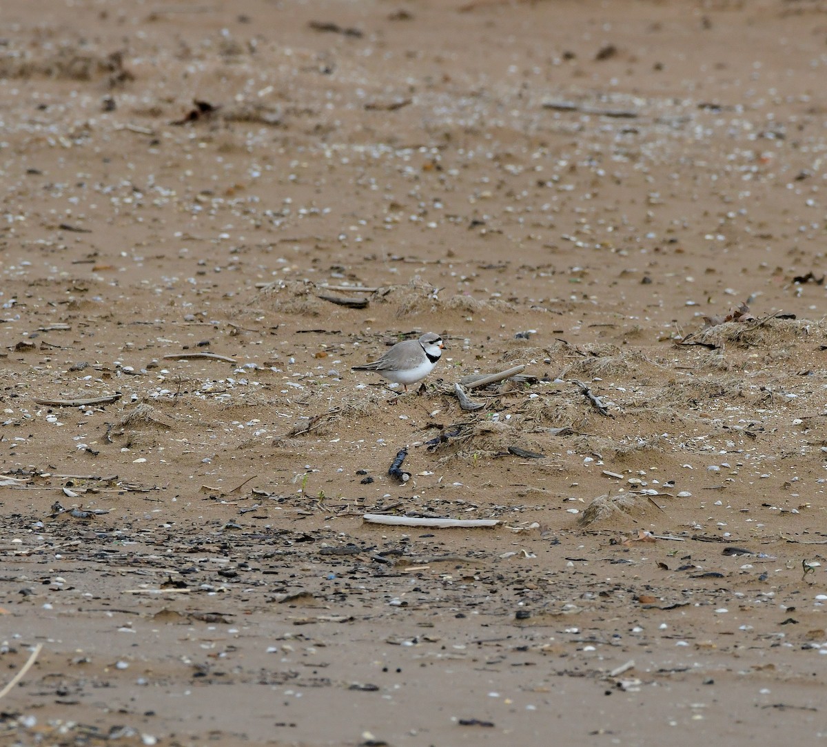 Piping Plover - ML618258472