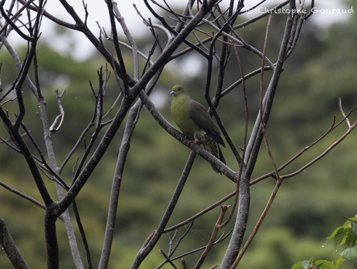 Тайваньский зелёный голубь (permagnus/medioximus) - ML618258476