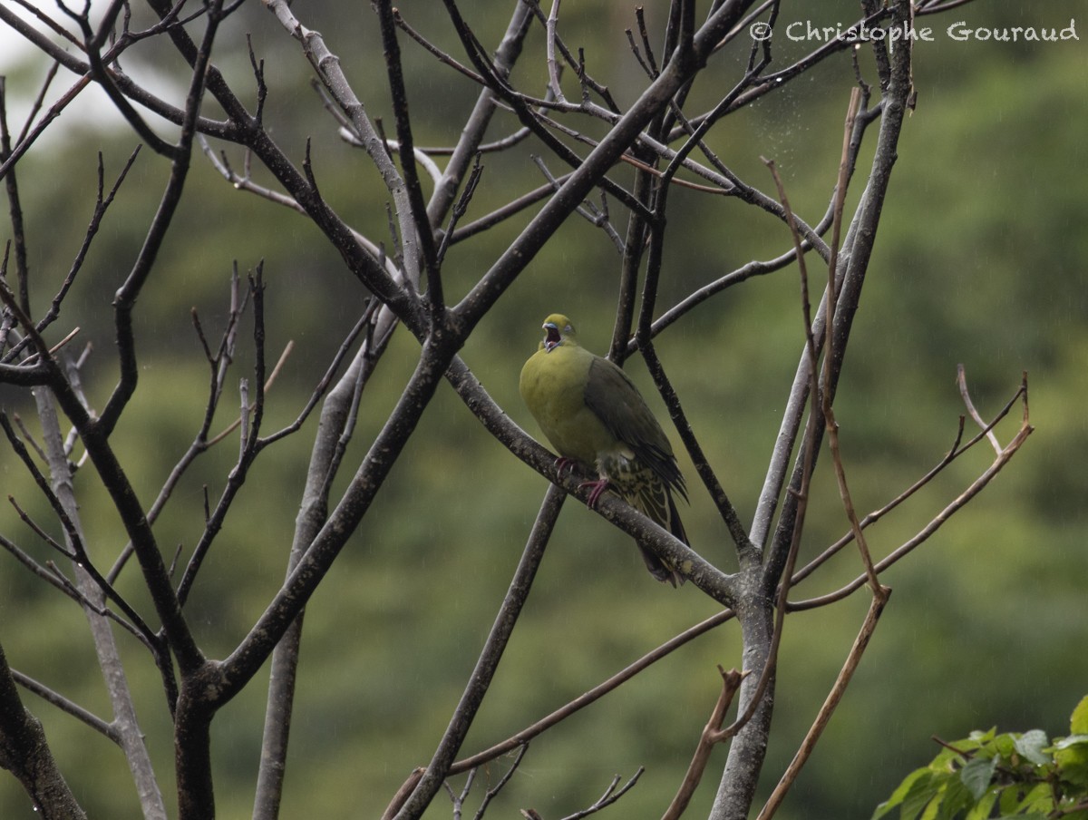 Whistling Green-Pigeon (Ryukyu) - Christophe Gouraud