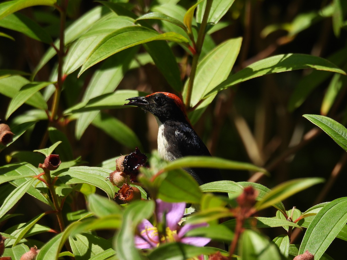 Scarlet-backed Flowerpecker - ML618258490