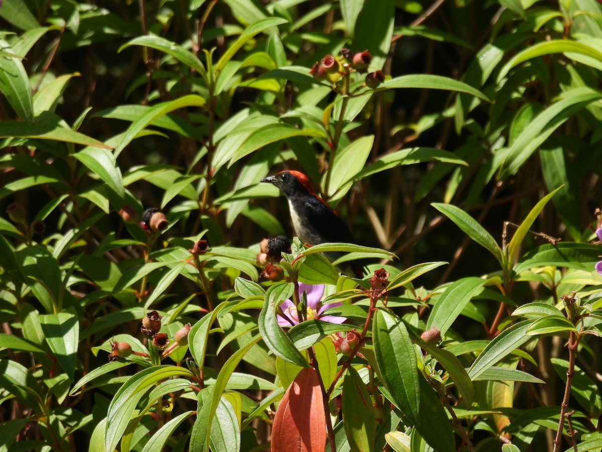 Scarlet-backed Flowerpecker - ML618258499