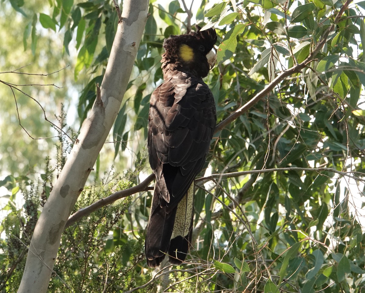 Yellow-tailed Black-Cockatoo - ML618258511