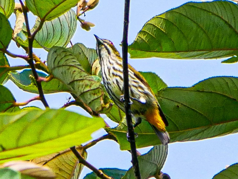 Yellow-vented Flowerpecker - ML618258535