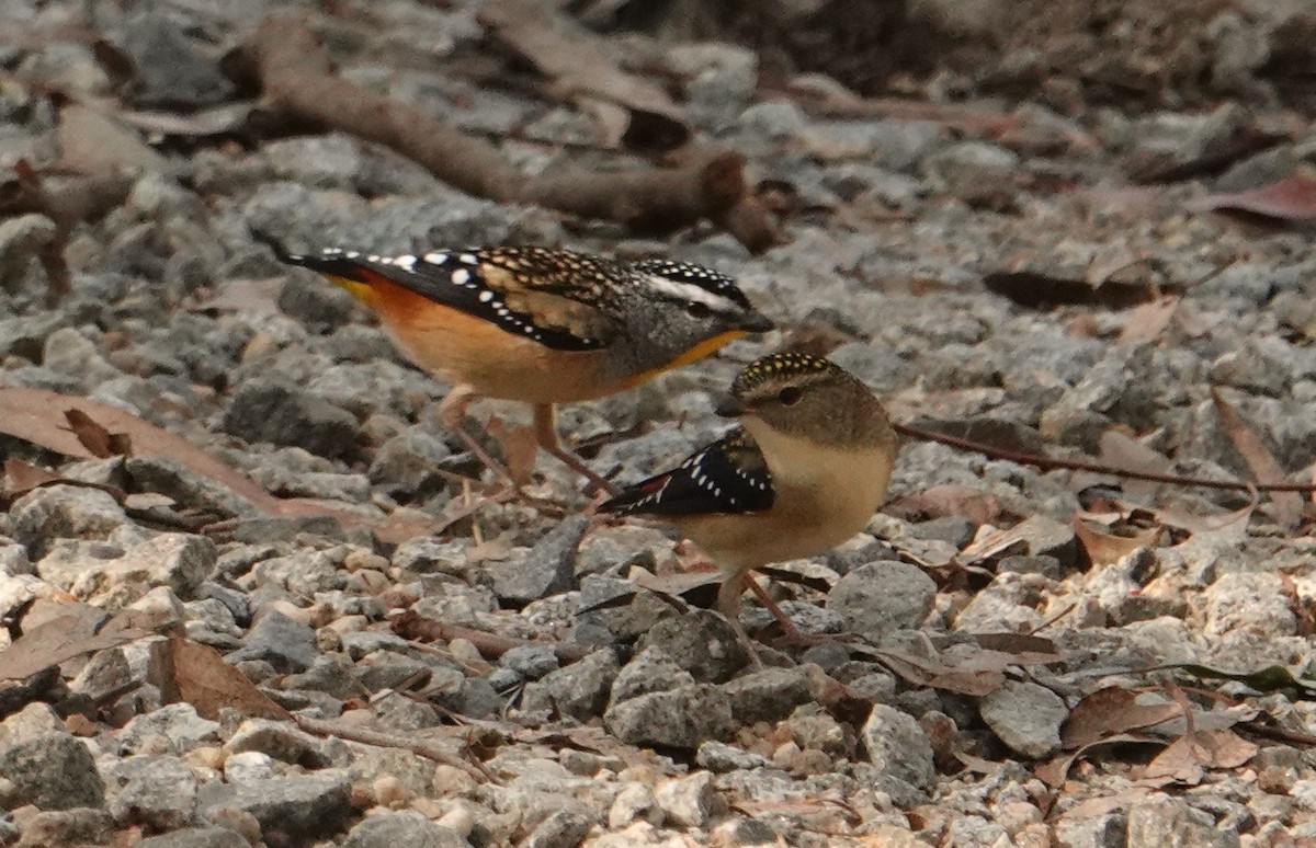 Spotted Pardalote - ML618258549
