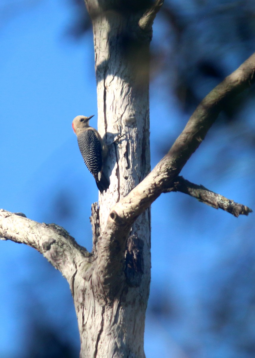 Yucatan Woodpecker - ML618258554