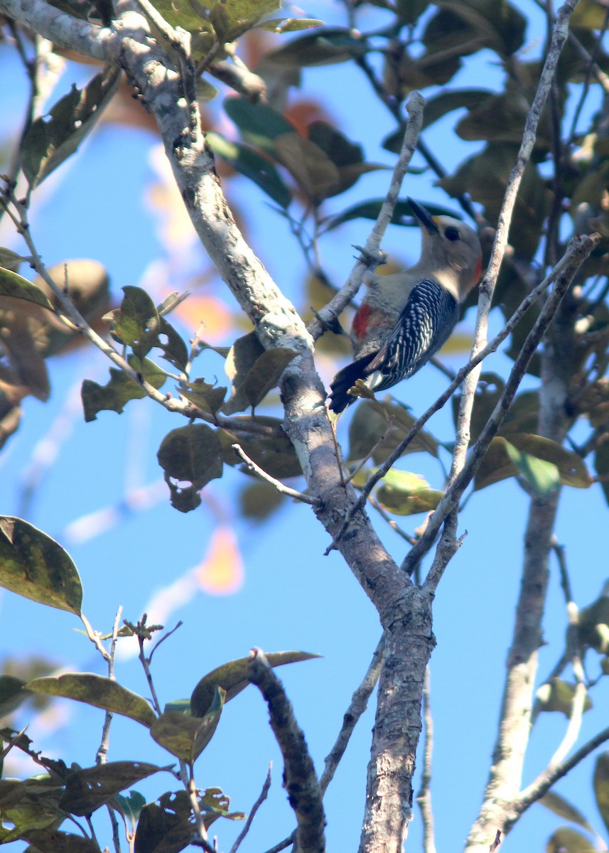 Yucatan Woodpecker - ML618258557