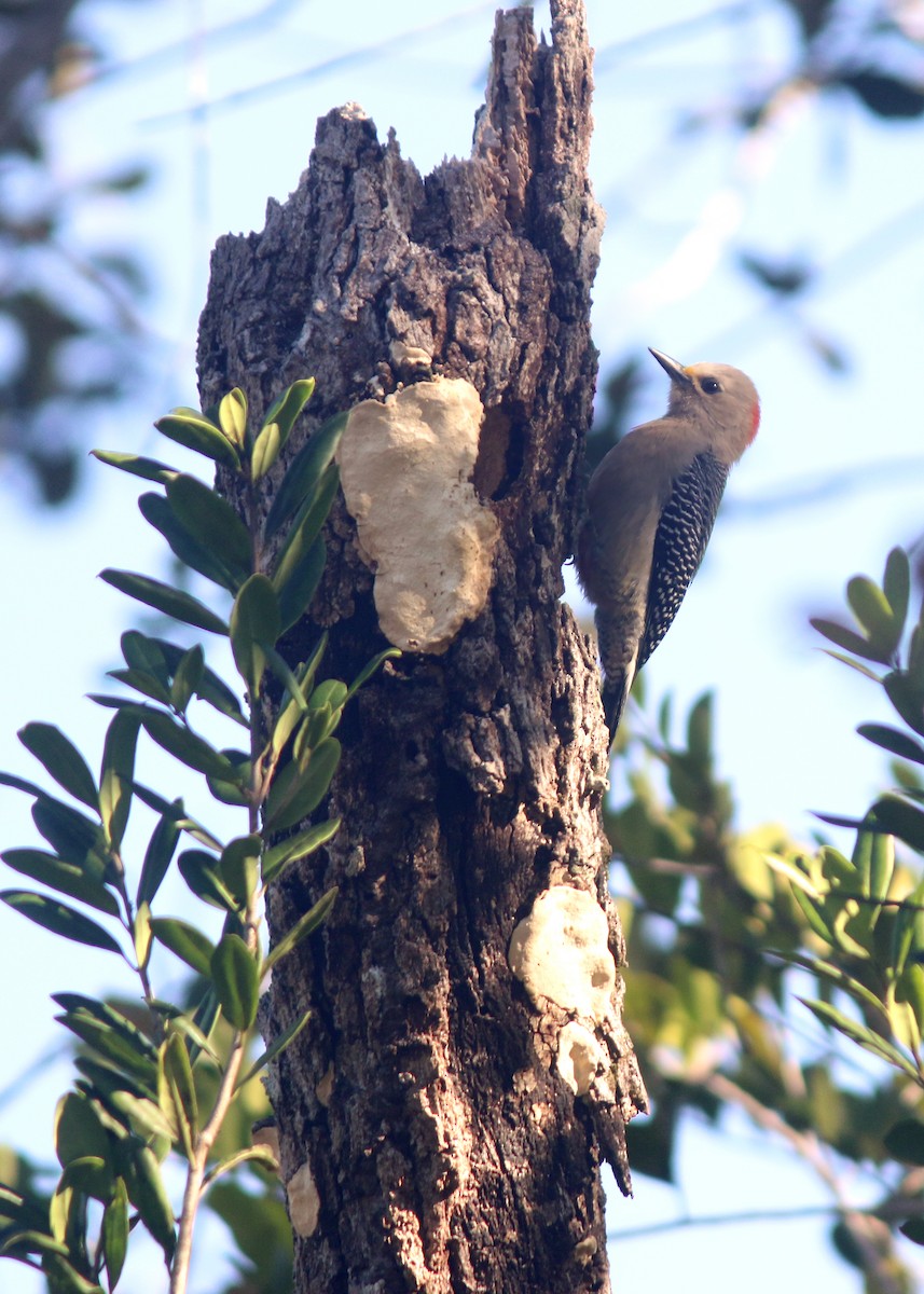 Yucatan Woodpecker - ML618258559