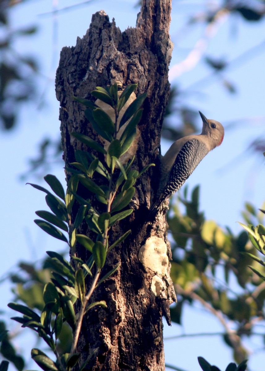 Yucatan Woodpecker - ML618258569