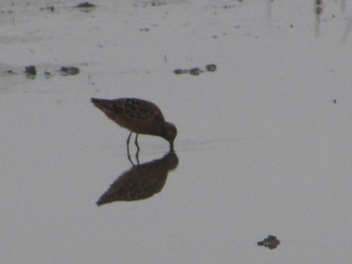 Long-billed Dowitcher - ML618258635