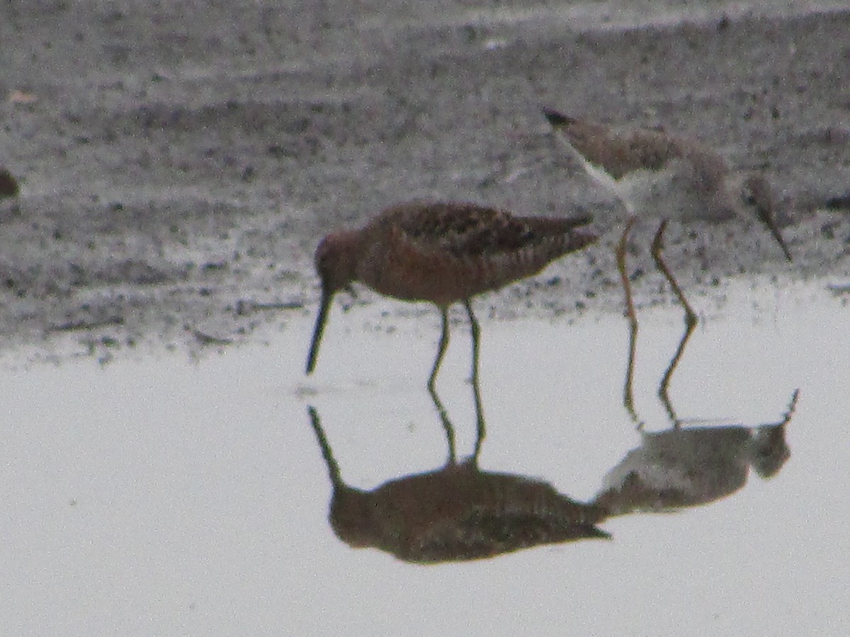 Long-billed Dowitcher - ML618258636