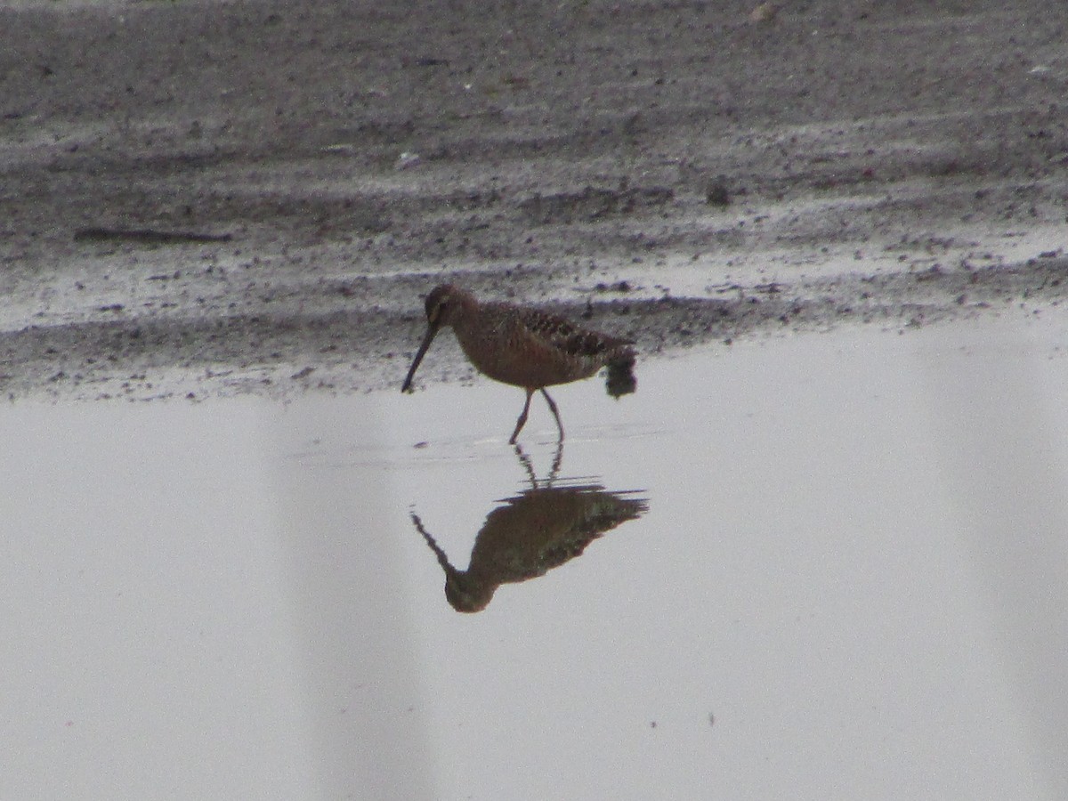 Long-billed Dowitcher - ML618258637
