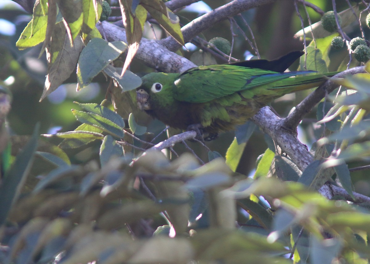 Olive-throated Parakeet - ML618258641